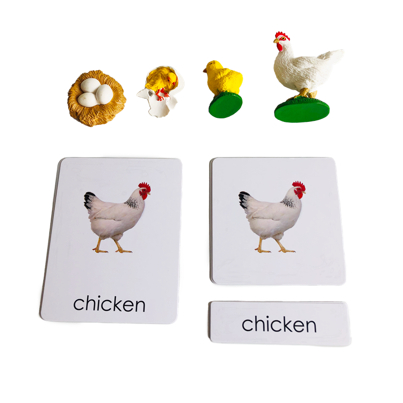 Life Cycle Animals Cards and M - Kids Education Card review and price