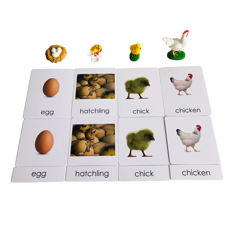 Life Cycle Animals Cards and M - Kids Education Card review and price