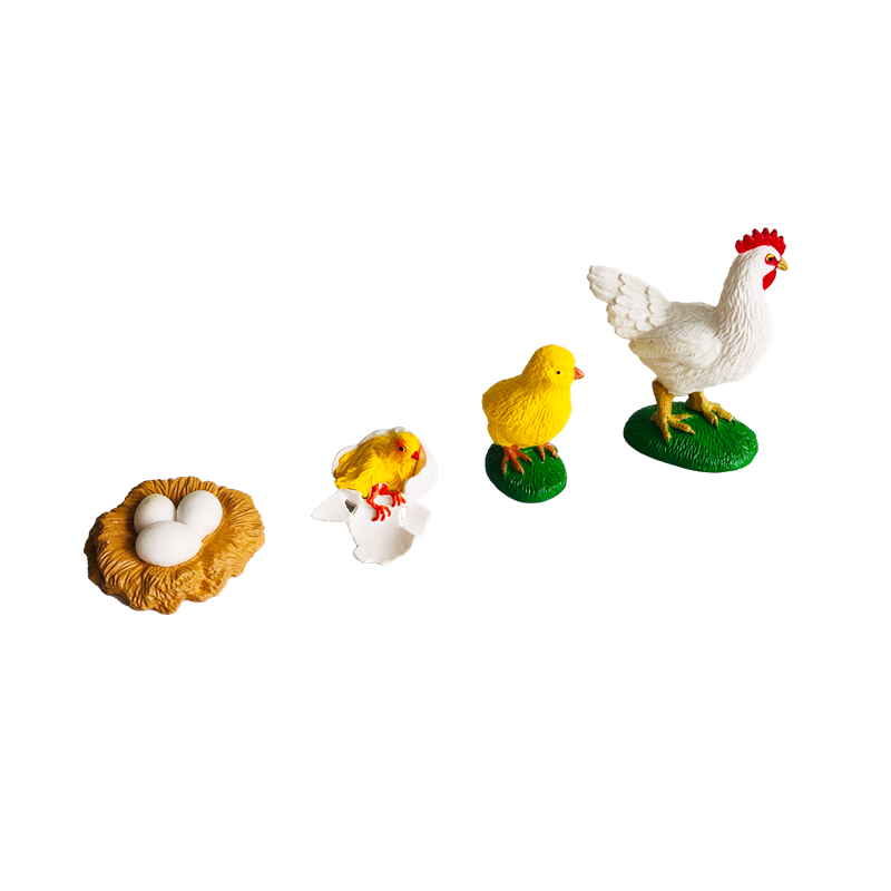Life Cycle Animals Cards and M - Kids Education Card review and price